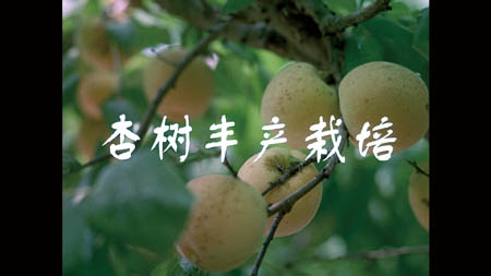 ӘSa(chn)