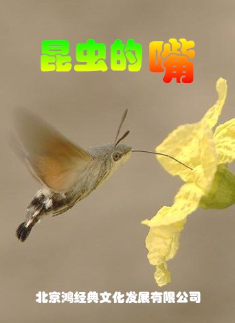 昆蟲的嘴